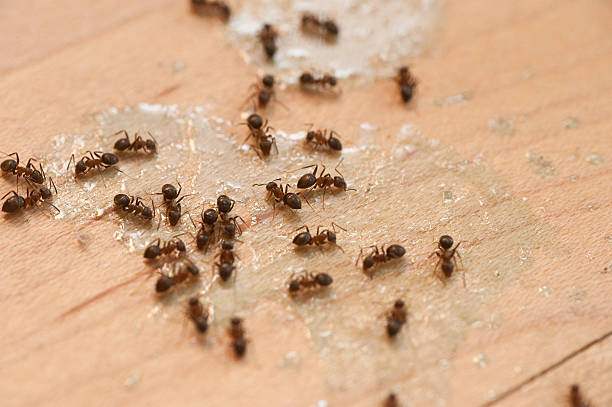 Best Best Pest Control Companies  in Riverdale, GA