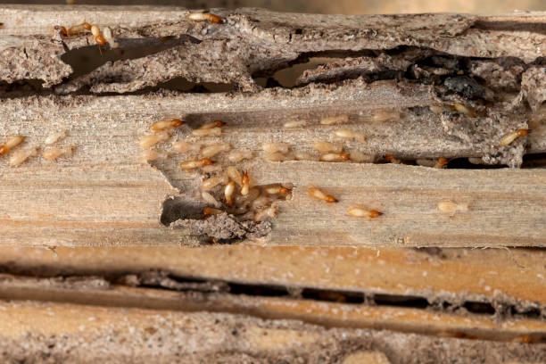  Riverdale, GA Pest Control Pros